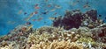 Shallow Indonesian coral reef