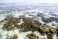 Shallow Open Sea and Corals Royalty Free Stock Photo