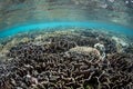 Shallow Pacific Coral Reef Royalty Free Stock Photo