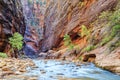 Shallow rapids of the famous Virgin River Royalty Free Stock Photo