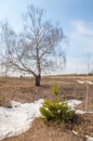 shallow ravine, the old snow, early spring, birch and pine, young, Royalty Free Stock Photo