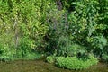 Vegetation on the banks of a shallow river with a rocky bottom Royalty Free Stock Photo