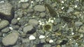 Shallow river with rocks and pebbles. Riverbed nature photos.