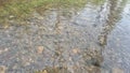 A shallow river and some river rocks. Royalty Free Stock Photo