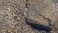 Shallow sea with a flock of fry in clear water with pebbles at the bottom Royalty Free Stock Photo