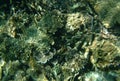 A shallow seabed of coral reefs and ocean plants