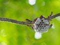 Shallow and selective focus on small flying insects look like Paper wasp