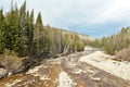 A shallow and stormy stone river with wide pebble banks flows down from the mountains through a dense coniferous forest on a Royalty Free Stock Photo