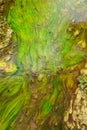 Shallow stream with bright green algae Royalty Free Stock Photo