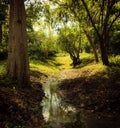 A shallow stream, flowing through a green forest, on a sunny day, the concept of tranquillity