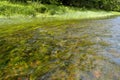 Shallow Stream with Green Algae and Flowing Water in Summer, Close-Up Perspective of Clean River Ecosystem in Forest Royalty Free Stock Photo