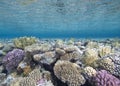 Shallow tropical coral reef Royalty Free Stock Photo