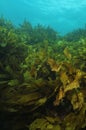Shallow water kelp forest