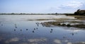 Shallow water on Maliy Sasik Lake. Small cluster of seagulls on Maliy Sasik Lake Royalty Free Stock Photo