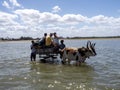 shallow water, tourists are carried to the boat by a zebu cover. southern Madagascar