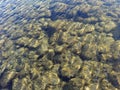 Shallow water view of Kuma river bottom in Japan Royalty Free Stock Photo