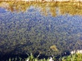 River bed of the Kuma River