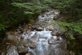 Mountain Stream in Forest, New Hampshire