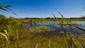 Shallow, wide lake covered with leaves of lotus and water lilies, broken footbridge in distance, countryside landscape Royalty Free Stock Photo