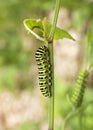 Shallowtail larvae feeding. (Papilio Machaon)