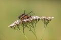 Sham beetle - three-way Royalty Free Stock Photo