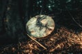 shaman drum in forest on tree.