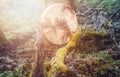 shaman drum in landscape on moss wood.