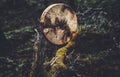 shaman drum in landscape on moss wood.