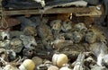 Shaman market, Bamako Mali