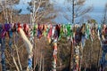 Shamanic tree with narrow strips of colored matter, Listvyanka, Lake Baikal
