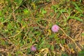 Shameplant, Mimosa pudica, is a creeping plant