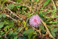 Shameplant, Mimosa pudica, is a creeping plant Royalty Free Stock Photo