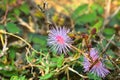 Shameplant, Mimosa pudica, is a creeping plant Royalty Free Stock Photo