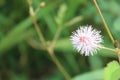 Brush hair white flower with a red in middle look beautiful Royalty Free Stock Photo