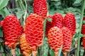 Shampoo ginger flowers Royalty Free Stock Photo