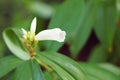 Shampoo ginger, Wild ginger ZINGIBERACEAE Zingiber zerumbet Royalty Free Stock Photo