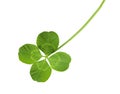 Shamrock Royalty Free Stock Photo