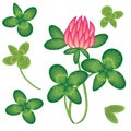 Shamrock