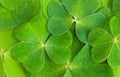 Shamrock