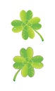 Shamrock Royalty Free Stock Photo