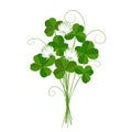 Shamrock or clover, emblem of Ireland and St Patrick`s Day. Isolated.