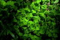 Shamrock Clover Natural dark Background. Natural green background. Plant and herb texture. Leafs green young fresh oxalis, Royalty Free Stock Photo