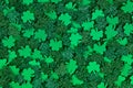 Shamrock confetti texture background filled with green lucky clovers