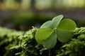 Shamrock in deep summer forest