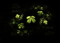 Shamrock, four leafed clover on black