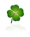 Shamrock / Four leave clover Royalty Free Stock Photo