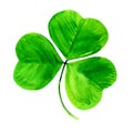 Shamrock, green clover three leaf, Patrick day symbol, isolated, hand drawn watercolor illustration on white background