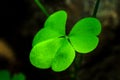 Shamrock, macro three leaf clover