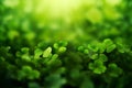 Shamrock, a natural background for the feast of St. Patrick