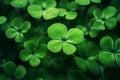 Shamrock, a natural background for the feast of St. Patrick